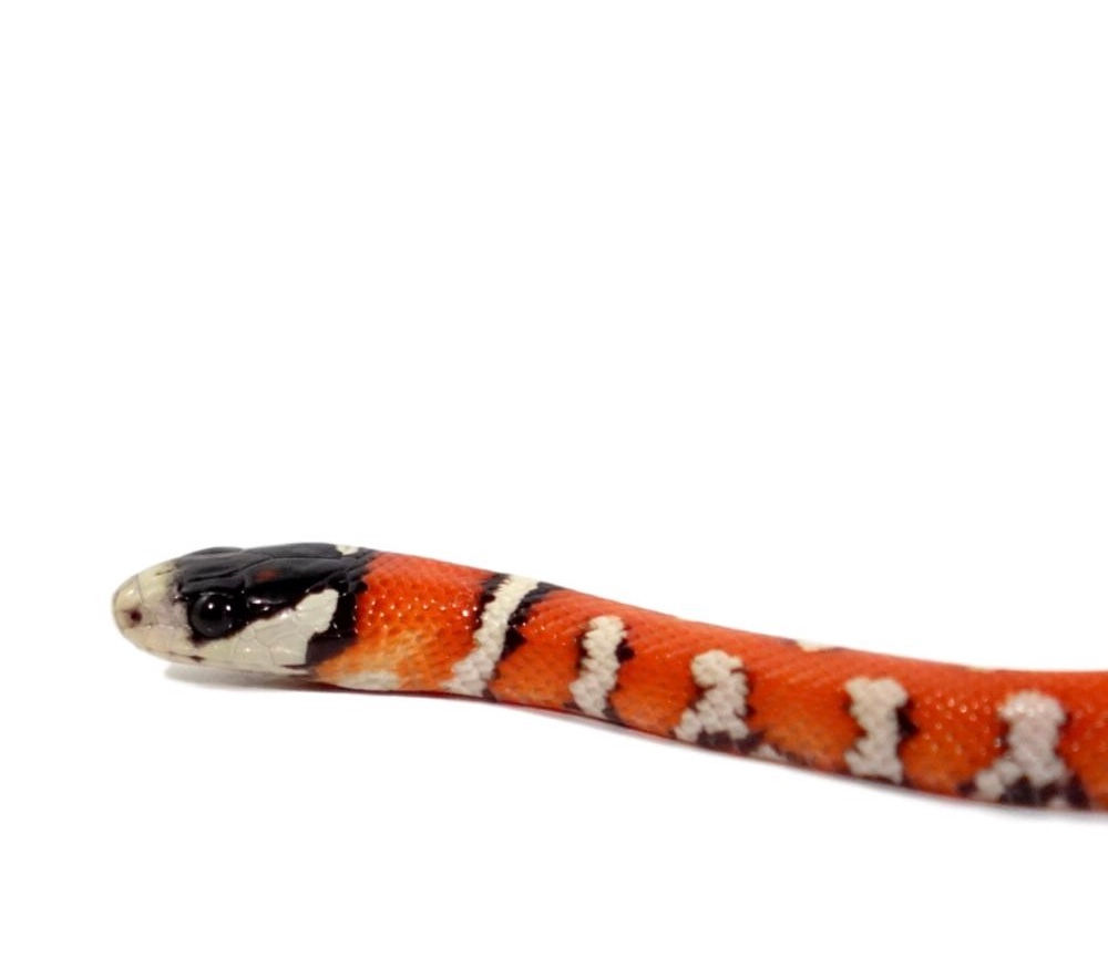 Lampropeltis pyromelana Captive Bred Babies Males And Females Available Approxim