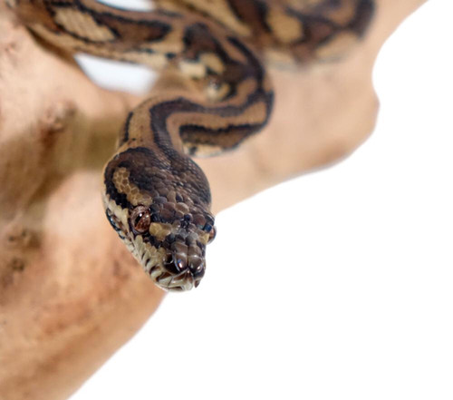 Darwin Python Cute Baby Darwin x Irian Jaya Carpet Python | morph-mania-reptiles