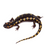 Thumbnail: Spotted Salamander
