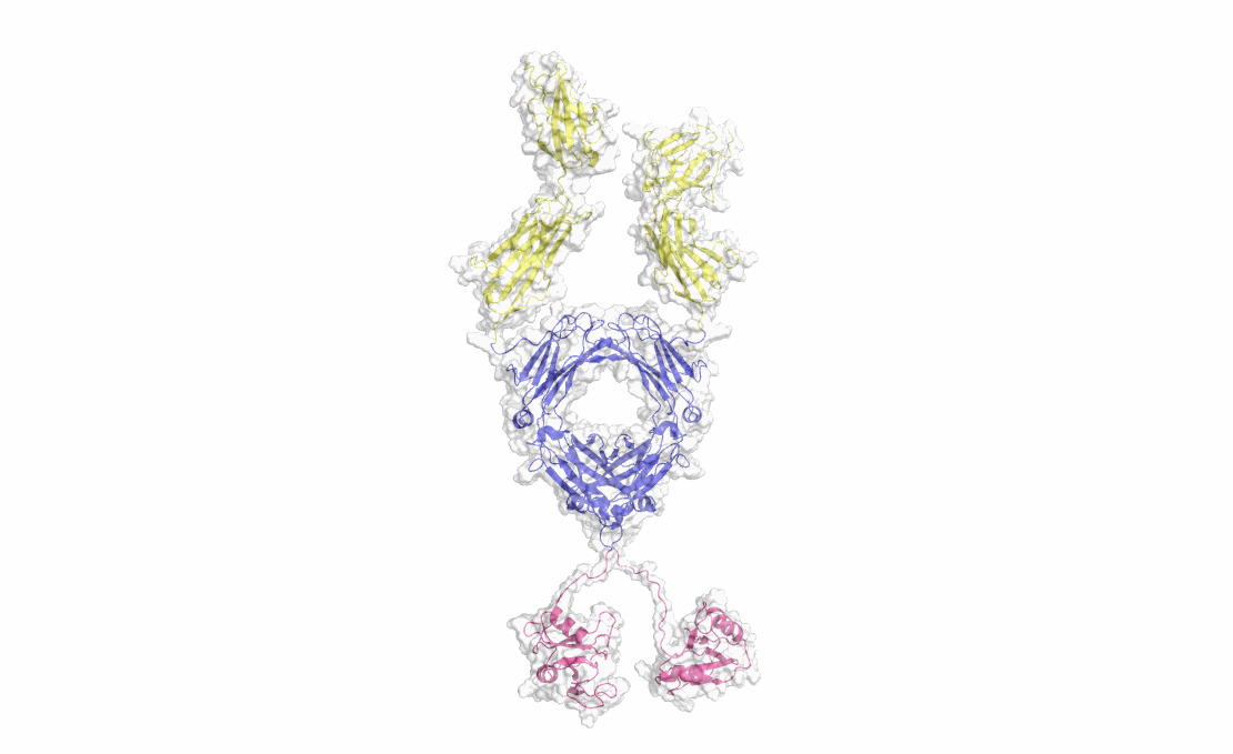 Optigo molecule.gif