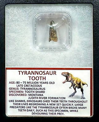 Tyrannosaur tooth collectible artifact, Relic Room at Knifeworks Seviervile, Tennessee