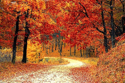 Fall wood scene, autumn trees and a path