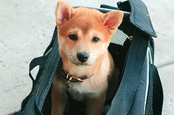a dog in a stroller