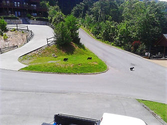 3 bear cubs crossing street