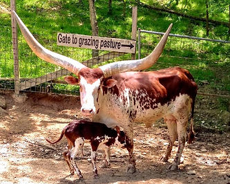 smoky mountain deer farm and petting zoo, excotic longhorn cow and baby, Sevierville