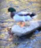 my picture of a beautiful and colorful Mallard Duck on a rock outside in the river