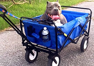 transport kid's and pet wagon with dog in it