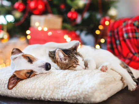 Pet Care Tips for the Holiday Season