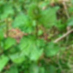 wild nettles
stinging nettles