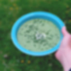 cream of nettle soup