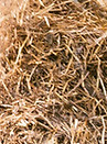 Man with Hay