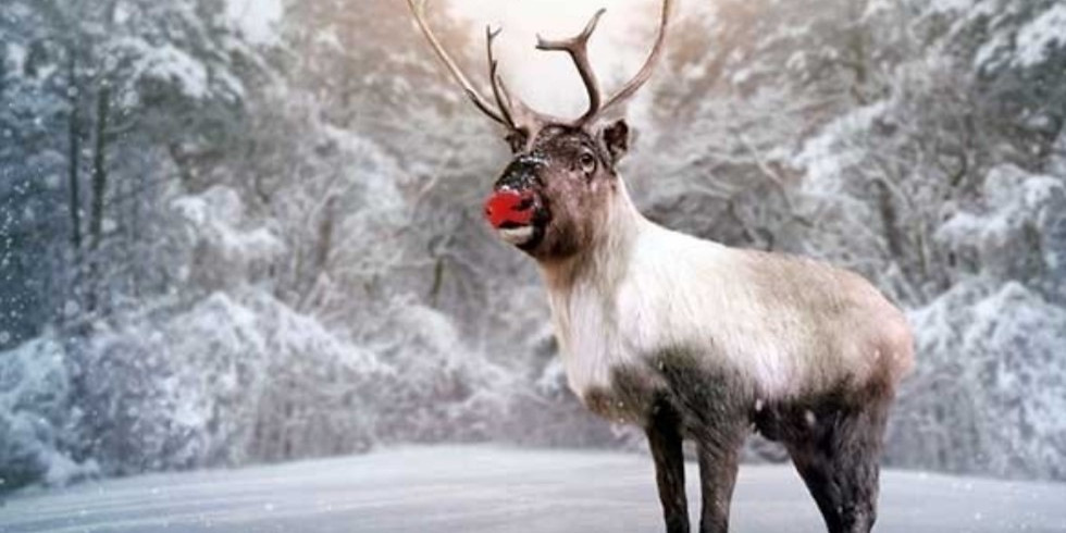 Reindeer Decorations