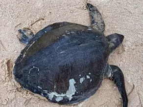 ಕಡಲಾಮೆಯ ಬಾಣಂತನಕ್ಕೆ ಸಜ್ಜಾದ ಅರಣ್ಯ ಇಲಾಖೆ 
