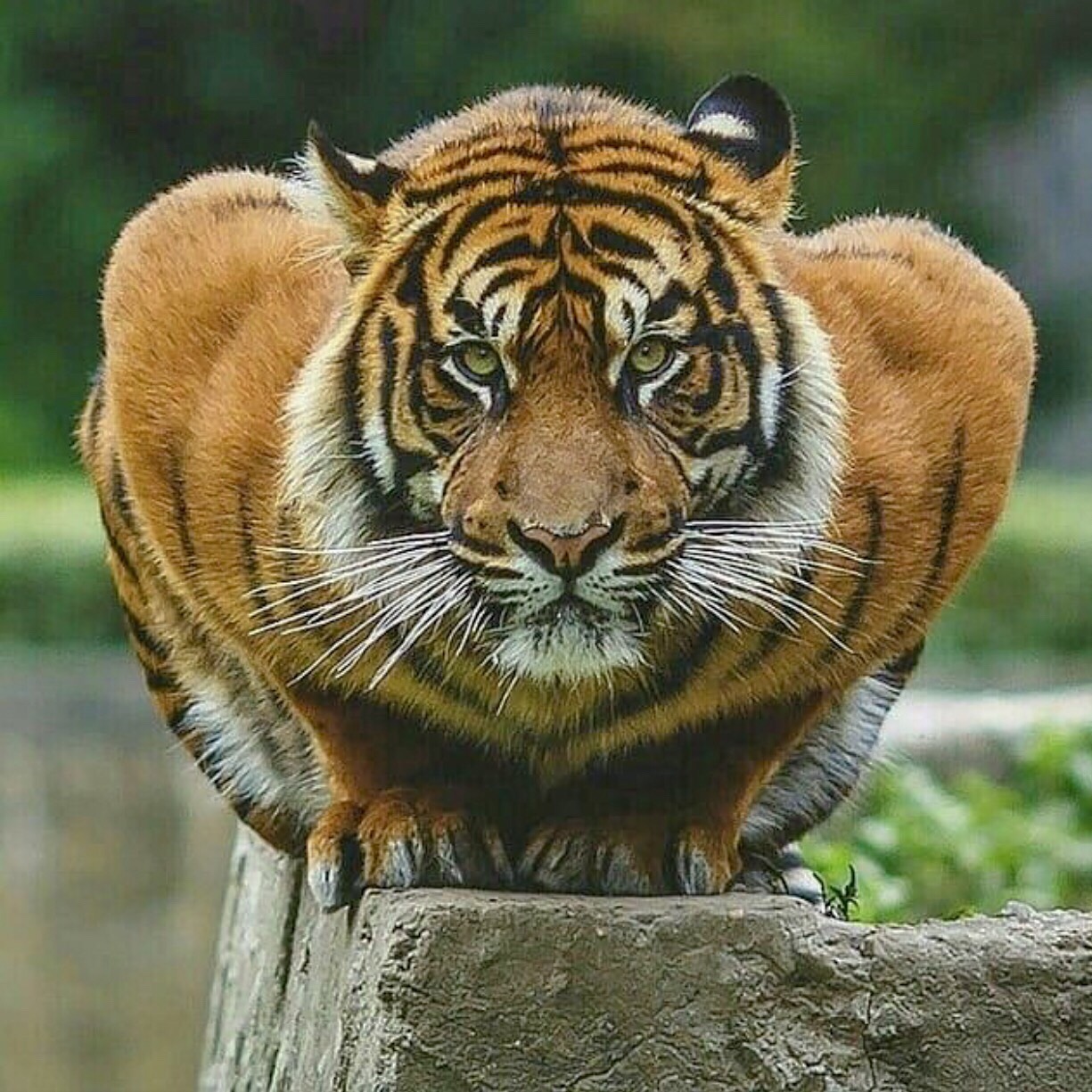 執筆者の写真: 九喇嘛
