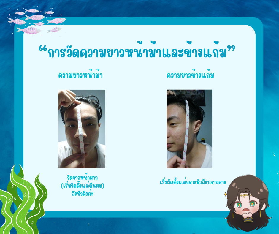 การวัดความยาวหน้าม้าและข้างแก้ม
