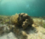 Coral in the ocean near Cancun