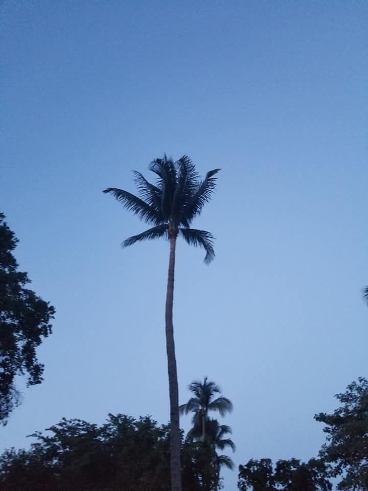 Pretty palm across the street