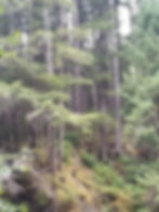 Forest area near Salmon Bake