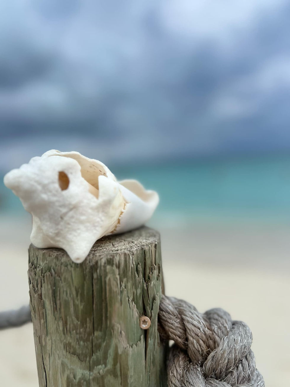Bimini Beach Conch Shell