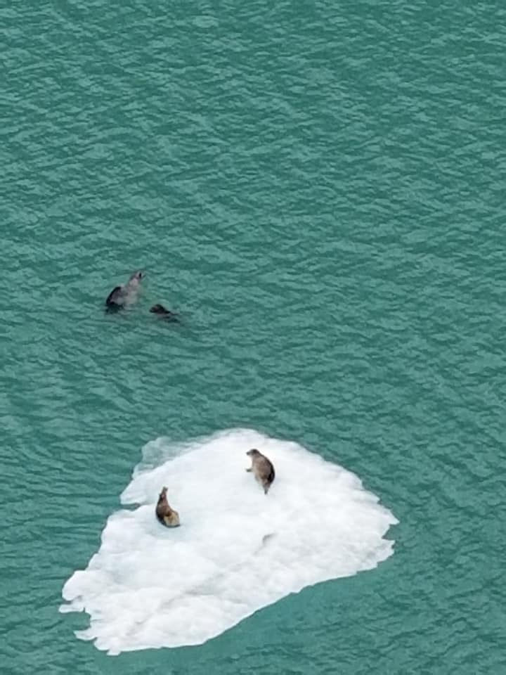 Seals hanging out in the Inside Passage Iceberg
