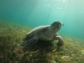 Sea turtle seen on snorkel trip in Cancun