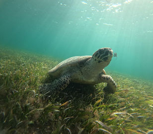 Sea turtle seen on snorkel trip in Cancun