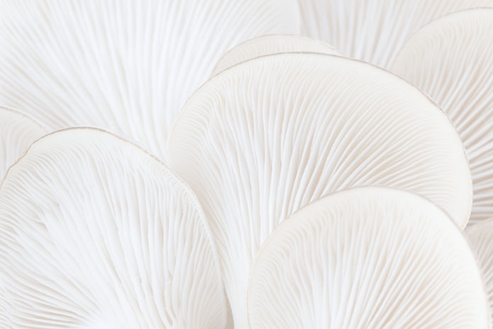 Mushrooms Close-Up_edited.jpg