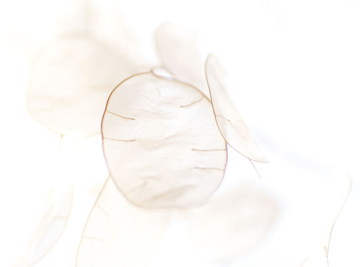 lunaria_edited.jpg
