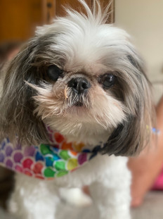 Hope Gibb's Dog Harley