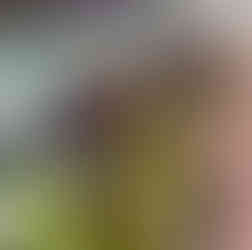 Nantucket Window Boxes