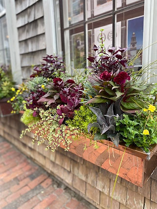 Nantucket Window Boxes