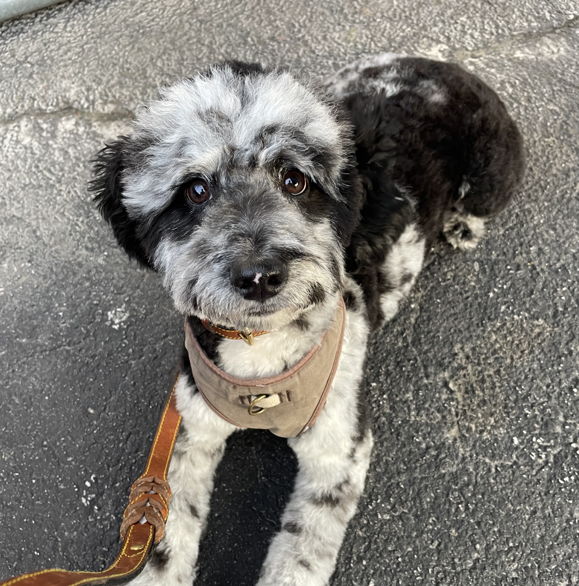 Archie