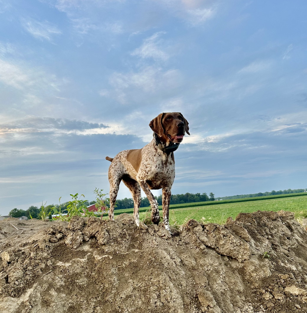 Nelli