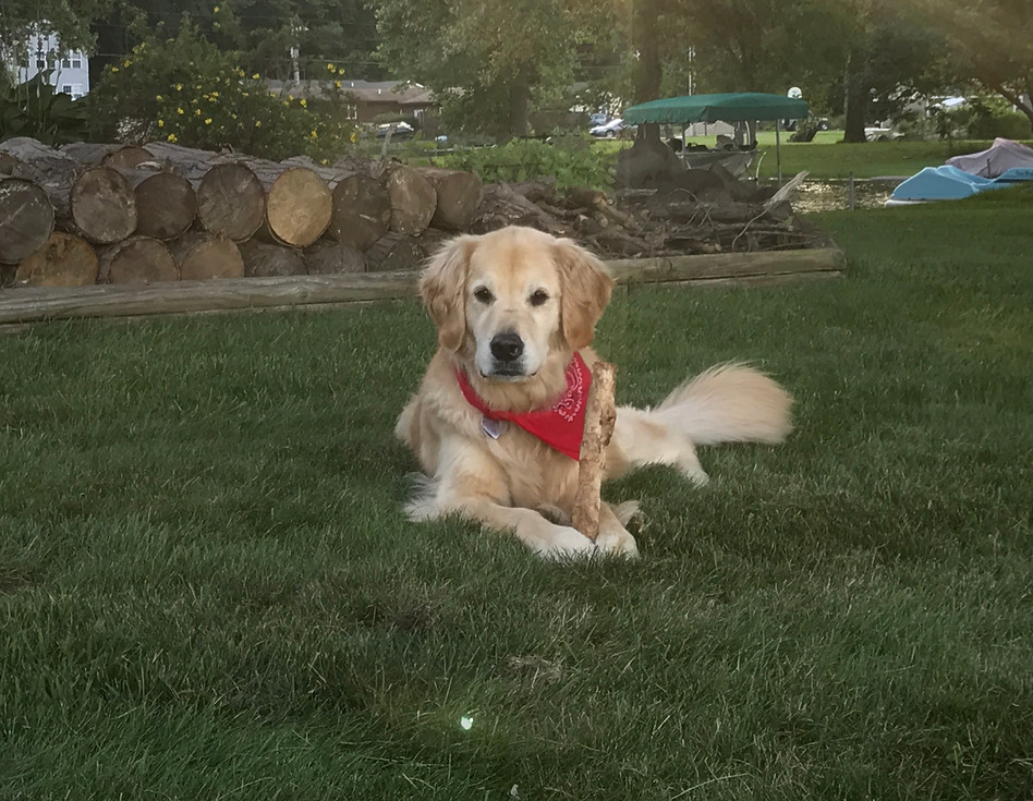 Trash Retrievers - Dog - Gracie