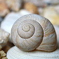 shellfish-9526850_1280.jpg