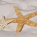starfish-343791_1280_edited.jpg
