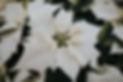 077A7550.jpg