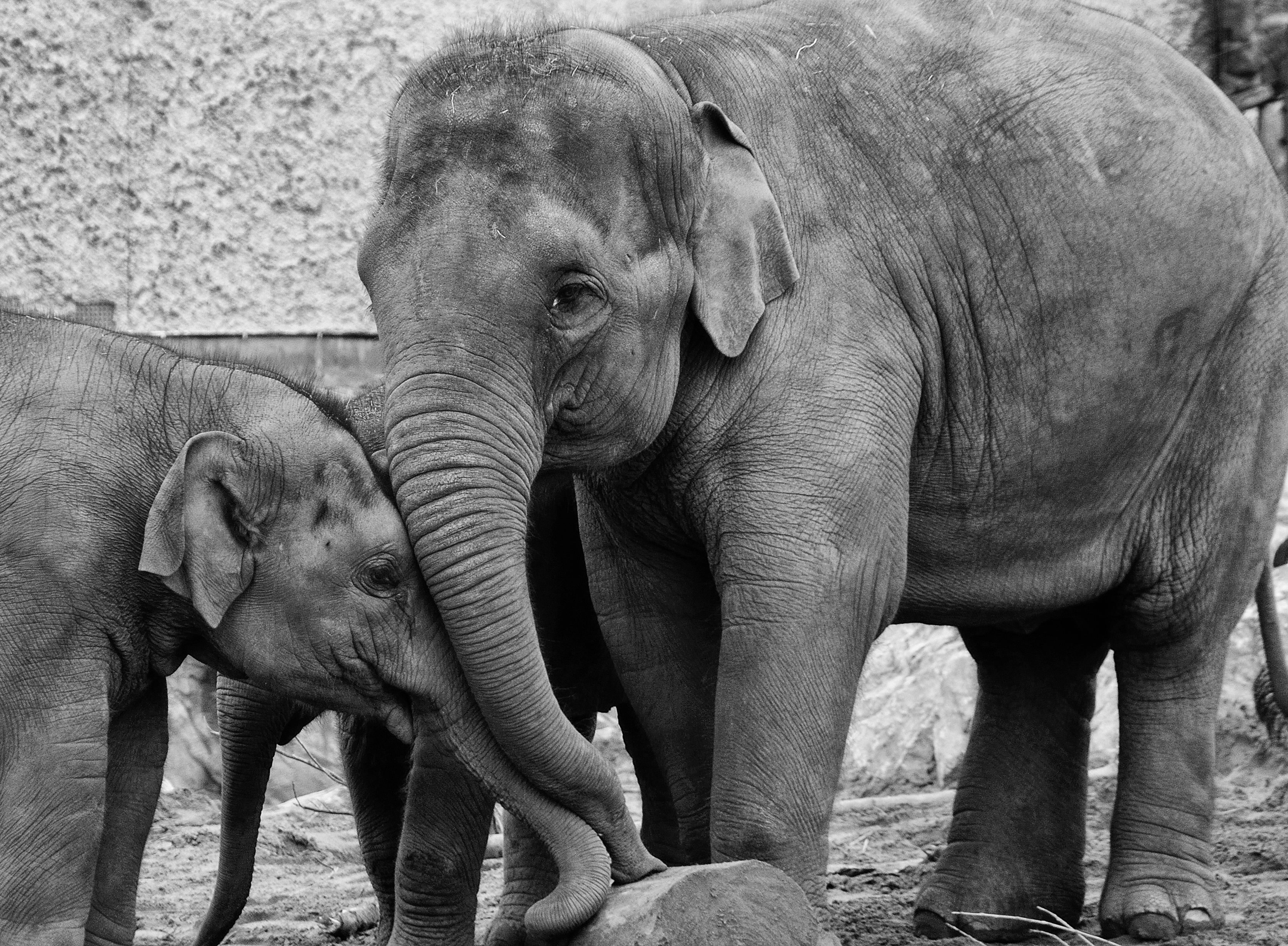 Chester Zoo