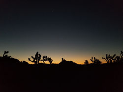 Joshua Tree Sunrise