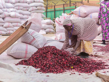 The Ultimate Guide to Importing African Hibiscus: From Nigeria and Egypt