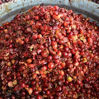 Close-up of a ripe, wet red Arabica coffee cherry in Uganda, highlighting peak sugar content for high-quality cascara production.