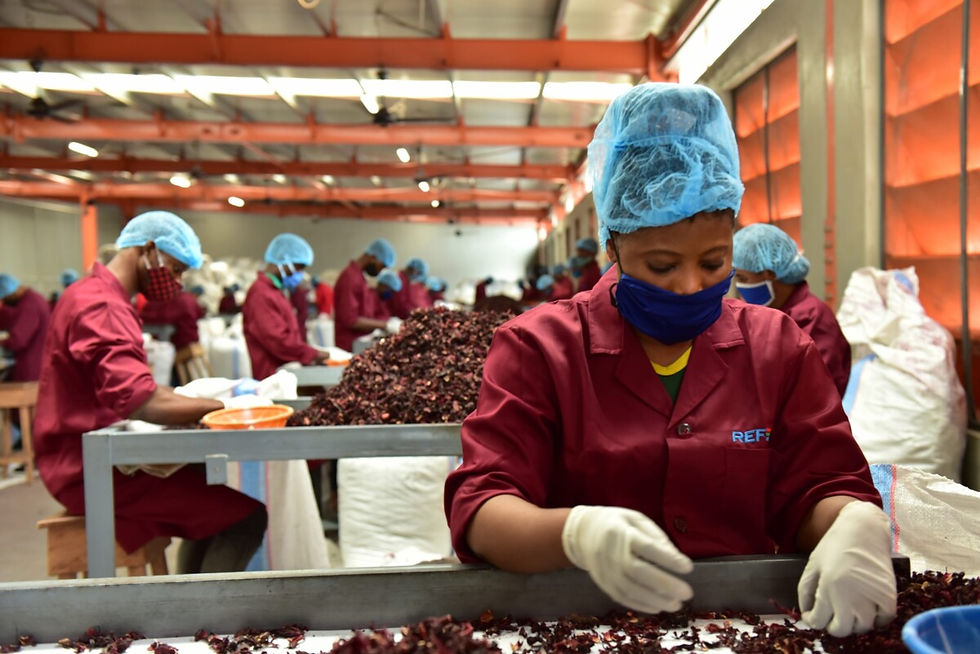 Nigerian Hibiscus Flower Exports: Why Nigeria Leads in 2025