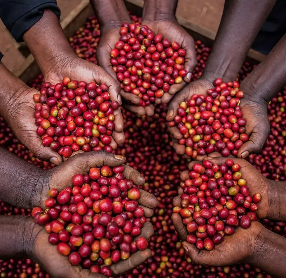 Delicate hands pick ripe red Uganda coffee cherries ready for the next processing stages.