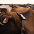Virtual Fencing: Is It Ready for South African Farmers?