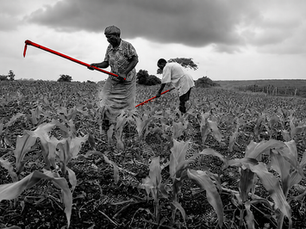 Opinion Piece: Smallholders Are Being Left Behind – Again