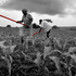 Opinion Piece: Smallholders Are Being Left Behind – Again