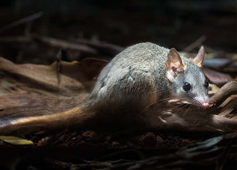 © Brad Leue/AWC - Red Tailed Phascogale.
