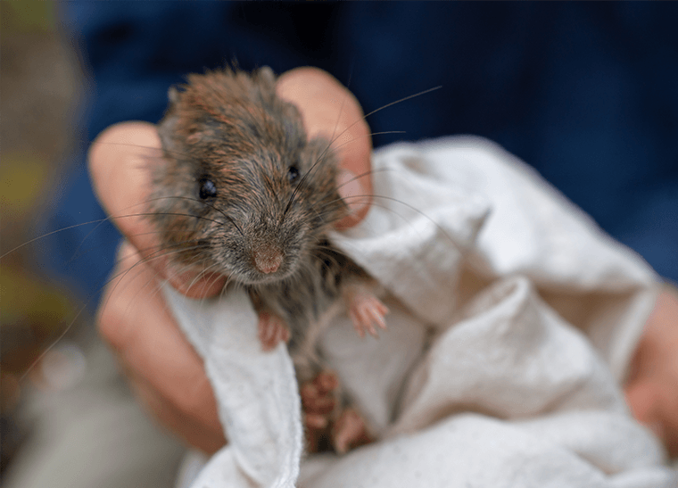 © Charles Thomas/AWC - Native Bush Rats now outnumber invasive black rats at North Head.