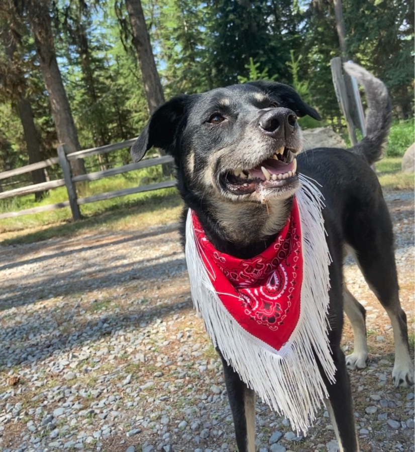 action shot of dog wearing a red cowboy bandana with white fringe