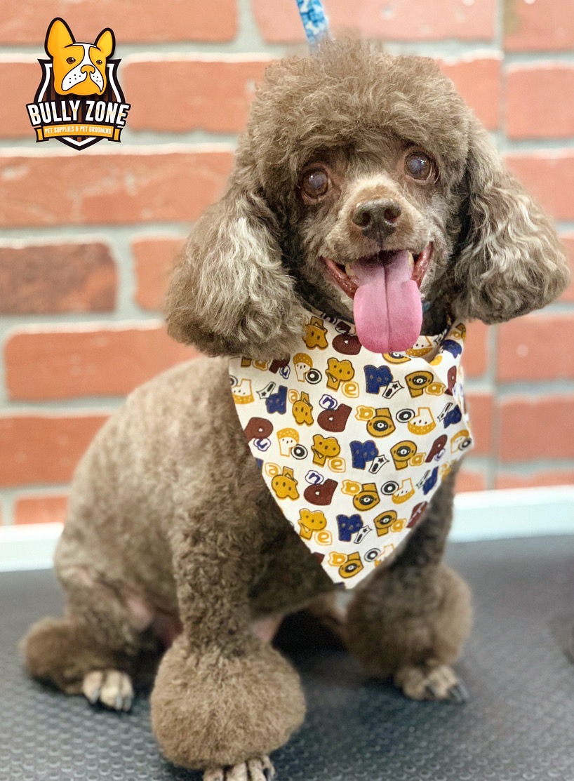 Bully Zone Pet Supplies & Pet Grooming work 1